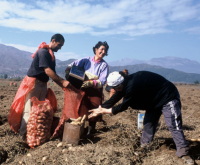 �M���V���̔_��