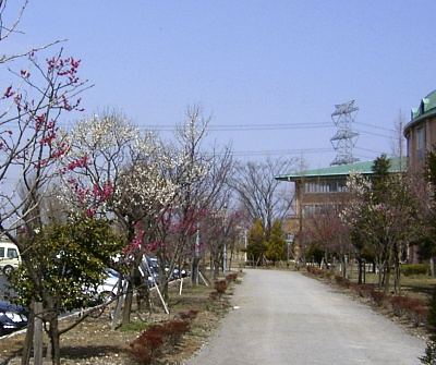 �~�̃����j���O���[�h