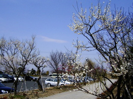 �~�̃����j���O����[�h�i�ʊp�x�j